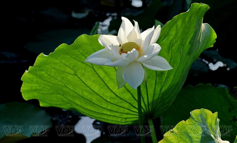 La belleza pura y noble de la famosa variedad del lotus del lago Tinh Tam. La belleza pura y noble de la famosa variedad del lotus del lago Tinh Tam.