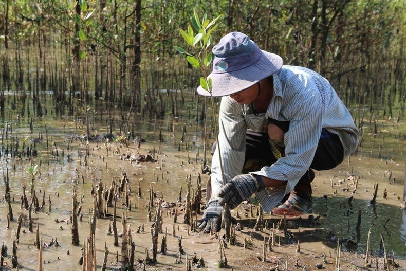 La forestación se considera una solución eficaz y sostenible a largo plazo para adaptarse al cambio climático en provincia deltaica de Tra Vinh. La forestación se considera una solución eficaz y sostenible a largo plazo para adaptarse al cambio climático en provincia deltaica de Tra Vinh.