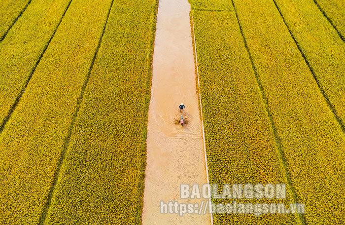 Los campos aquí son de forma rectangular y se extienden entre montañas de piedra caliza.