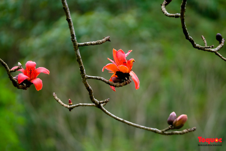 La floración del Moc Mien indica que la primavera ha terminado y se acerca el verano.