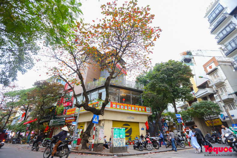 Paseando por las antiguas calles de Hanói no es difícil ver almendros de hojas rojas.