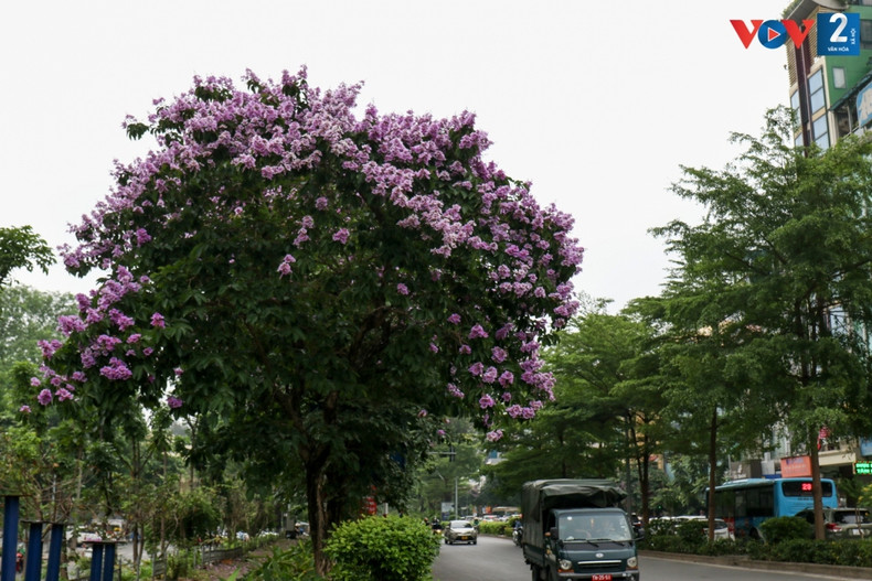 El color púrpura se extiende por muchas calles de Hanói, creando una imagen vívida.