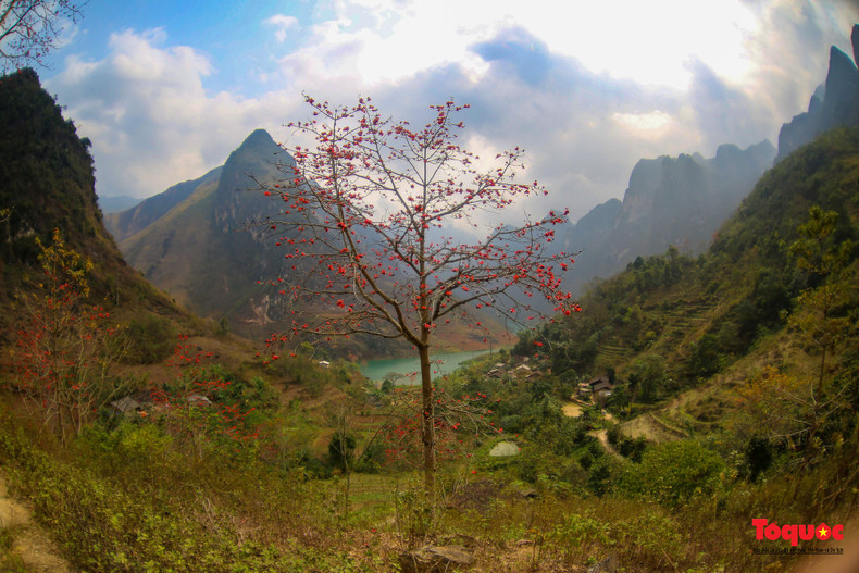 Muchos turistas visitan Ha Giang por estos días para guardar imágenes y momentos en los coloridos caminos de flores rojas.