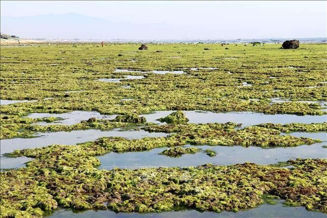 Las algas se extienden sin fin a lo largo del vasto arrecife de coral.