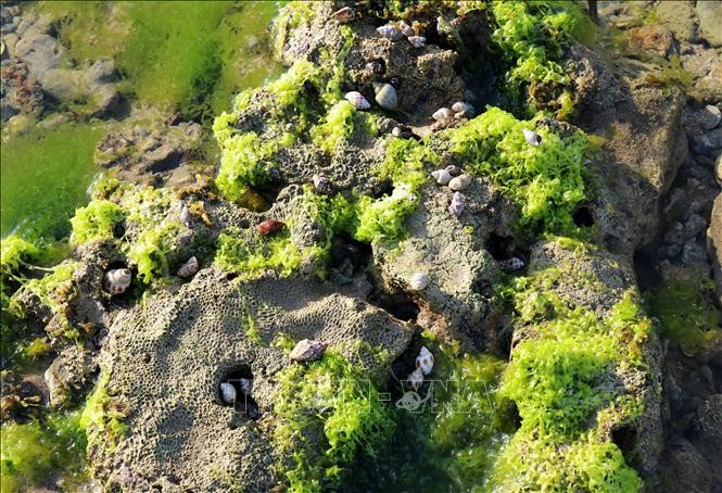 En las capas de algas habitan caracoles y otras criaturas.