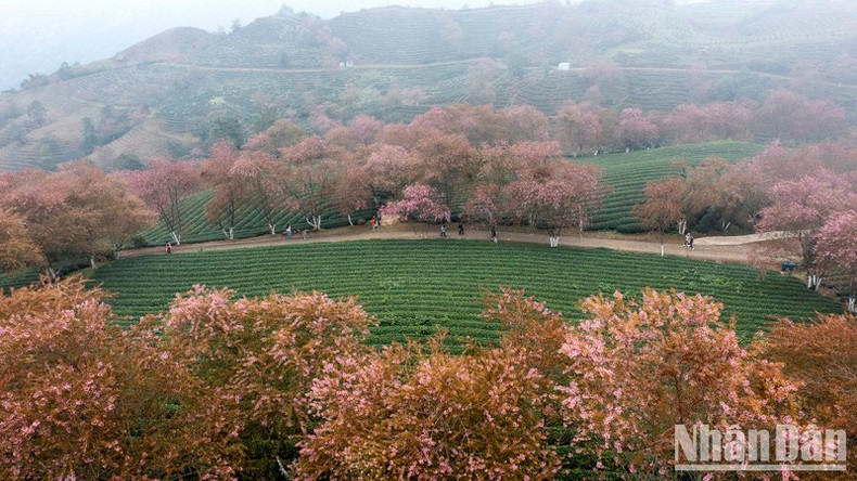Lo más impresionante de este destino es la larga hilera de cerezos plantados a lo largo del camino alrededor de la colina del té, lo cual crea una imagen natural colorida.