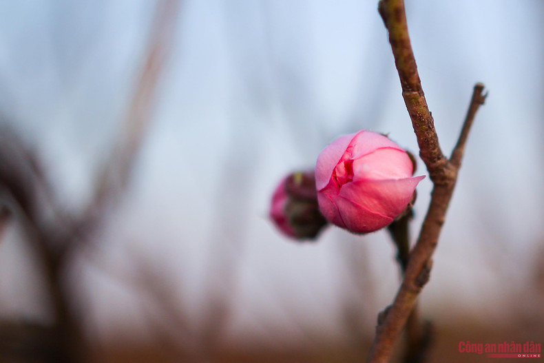 Según los cultivadores, este año el clima es favorable. Si hay lluvias de primavera en diciembre, las flores serán muy hermosas. Según los cultivadores, este año el clima es favorable. Si hay lluvias de primavera en diciembre, las flores serán muy hermosas.