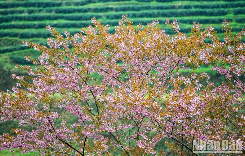 Los cerezos florecen en las exuberantes colinas de té verde.