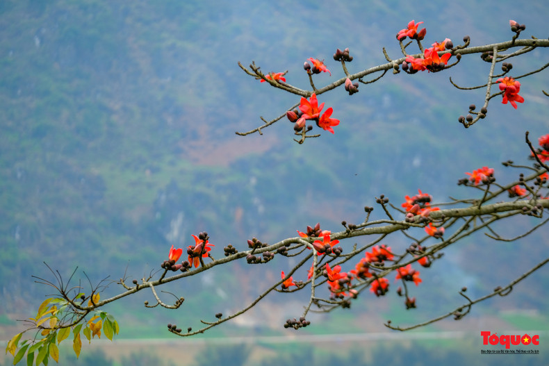 La temporada de floración del algodonero rojo en Ha Giang comienza a principios de marzo y dura hasta mediados de abril.