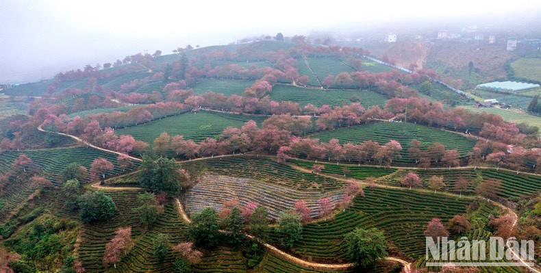 La colina del té O Long es hermosa desde cualquier ángulo.