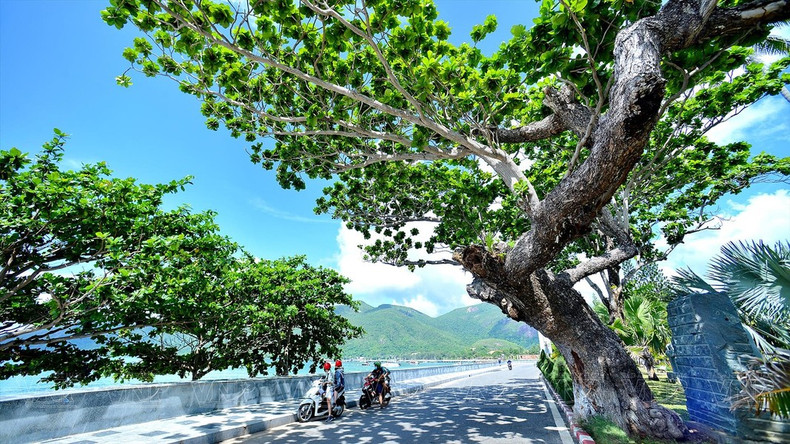 Las hileras de almendros son como &quot;testigos vivientes&quot; de la recuperación el distrito insular de Con Dao, conocido anteriormente como &quot;el infierno en la tierra&quot; durante el período colonial francés y de la guerra de lucha de resistencia contra el imperialismo estadounidense. Con Dao se considera hoy como un &quot;paraíso&quot; turístico.