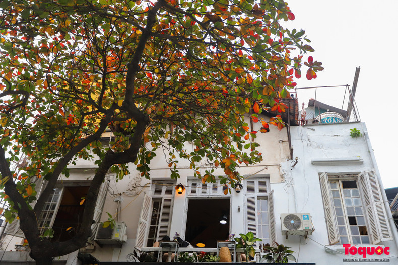 La calle Phung Hung cuenta con la mayor cantidad de almendros en el casco antiguo.