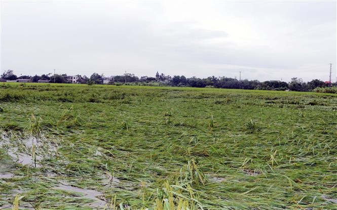 Más de 10 mil 800 hectáreas de arroz en toda la provincia de Ha Nam son afectadas. (Foto: VNA) Más de 10 mil 800 hectáreas de arroz en toda la provincia de Ha Nam son afectadas. (Foto: VNA)