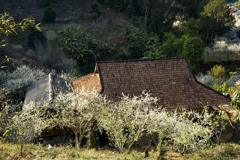 Flores de ciruelo rodean los tejados de los hogares en Phieng Ban.