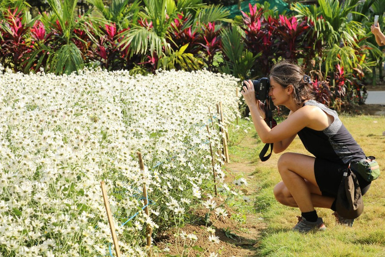 Los turistas tendrán una experiencia maravillosa y emotiva cuando vengan a Ninh Binh durante la temporada de floración de las margaritas blancas. Los turistas tendrán una experiencia maravillosa y emotiva cuando vengan a Ninh Binh durante la temporada de floración de las margaritas blancas.