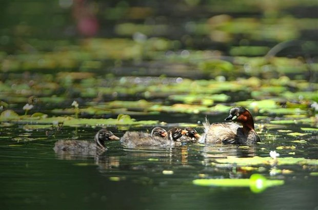 Áreas de humedales- hábitat de aves (Fotografía: VNA)