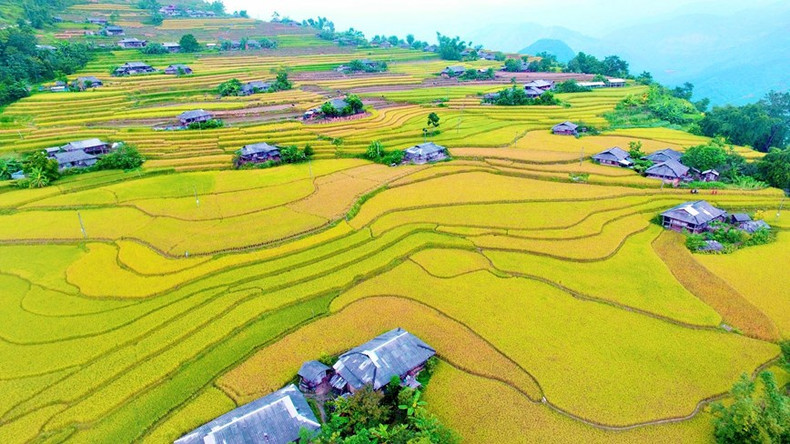 Los campos en terrazas de Hoang Su Phi se concentran principalmente en las comunas de Ban Luoc, San Sa Ho, Ban Phung, Ho Thau, Nam Ty y Thong Nguyen.