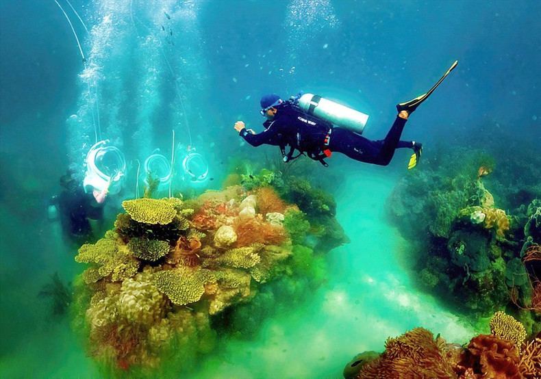 La colorida belleza de las especies de coral y los bancos de peces en el agua del parque de coral Seaworld.