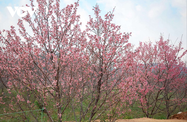 Cientos de cerezos florecen de forma brillante en la isla de Pa Khoang. Cientos de cerezos florecen de forma brillante en la isla de Pa Khoang.