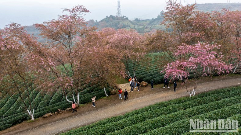 Quienes visitan la colina del té de O Long pueden disfrutar de aire fresco y de la niebla matutina flotando a mitad de las laderas.