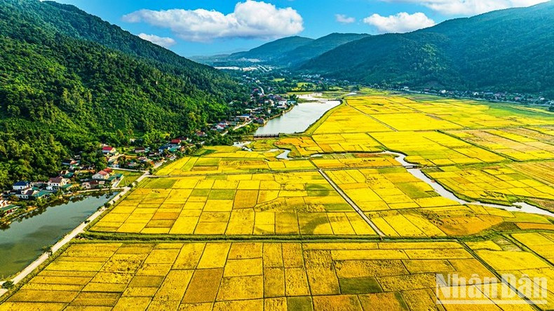 El amarillo se convierte en el color predominante en los caminos de Nghe An. El amarillo se convierte en el color predominante en los caminos de Nghe An.