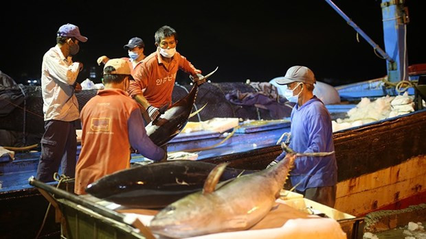 Los pesqueros de la provincia de Da Nang (Foto: nhandan.vn) Los pesqueros de la provincia de Da Nang (Foto: nhandan.vn)