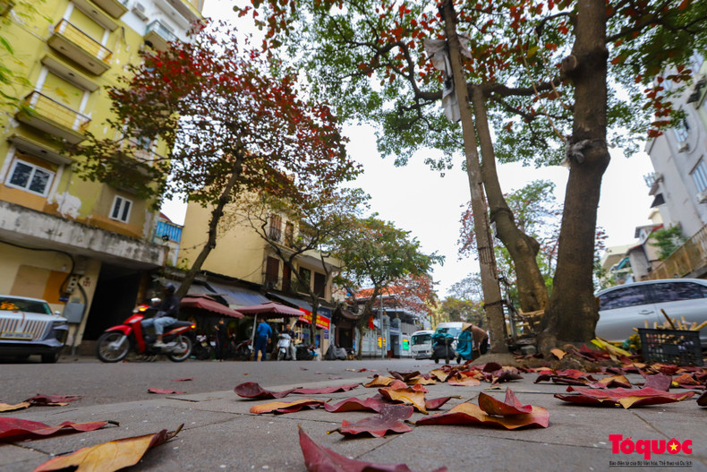 El cambio de las hojas rojas dura muy poco tiempo y cuando caen, las ramas quedan desnudas, esperando el nacimiento de las nuevas hojas.