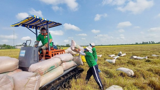 Compra de arroz para la exportación en la provincia sureña de An Giang. (Foto: VNA) Compra de arroz para la exportación en la provincia sureña de An Giang. (Foto: VNA)