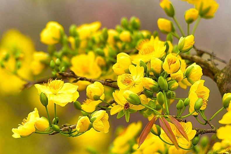 El albaricoquero amarillo es otro símbolo del Tet (Foto: Internet) El albaricoquero amarillo es otro símbolo del Tet (Foto: Internet)