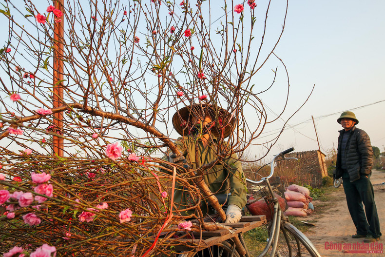Se trata de ramas de durazno que se arrancan temprano para atender la demanda en ocasión del Año Nuevo y la luna llena de diciembre (según calendario lunar). Se trata de ramas de durazno que se arrancan temprano para atender la demanda en ocasión del Año Nuevo y la luna llena de diciembre (según calendario lunar).