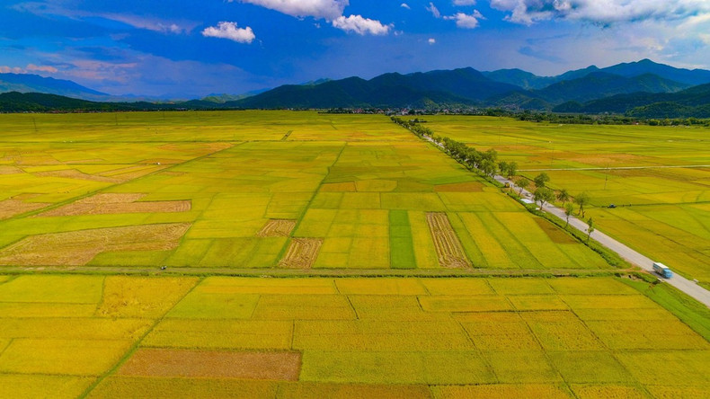 Temporada de arroz dorado en el campo Muong Thanh. Temporada de arroz dorado en el campo Muong Thanh.