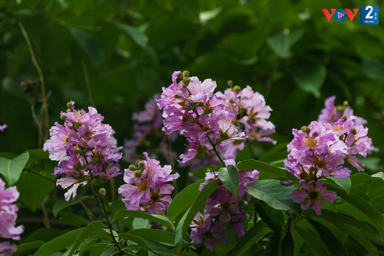Los finos pétalos, que florecen brillantemente bajo el sol de verano, dotan a Hanói de una belleza única.