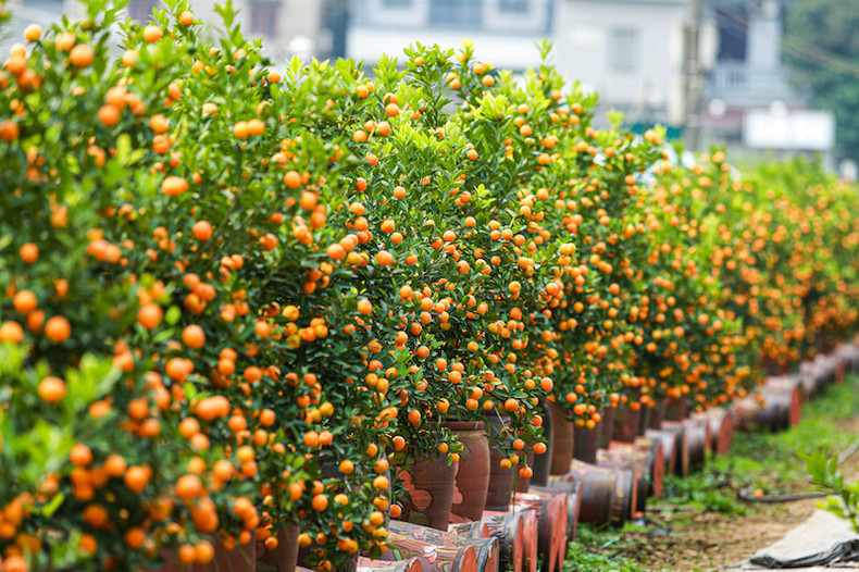 Un árbol de kumquat cargado de frutos refleja prosperidad, riqueza y fortuna (Foto: Internet) Un árbol de kumquat cargado de frutos refleja prosperidad, riqueza y fortuna (Foto: Internet)