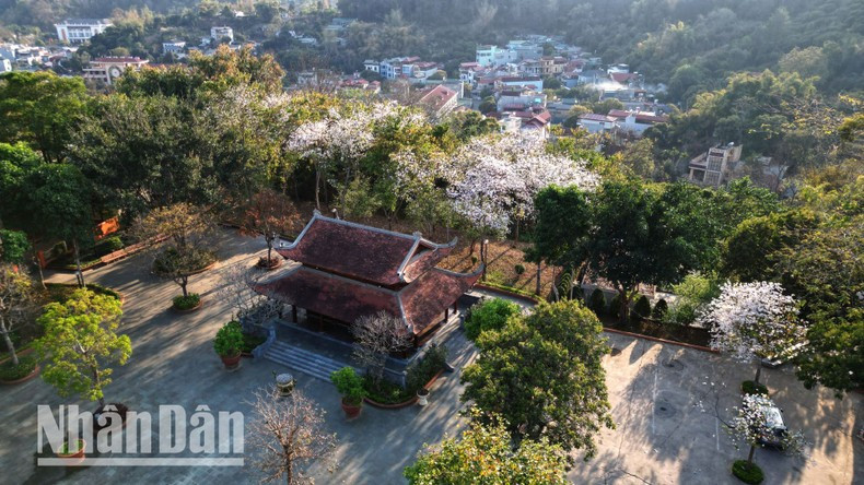 Cada marzo, las flores “Ban” ponen brillo a todas las carreteras, comunas, aldeas, montañas y colinas... Cada marzo, las flores “Ban” ponen brillo a todas las carreteras, comunas, aldeas, montañas y colinas...