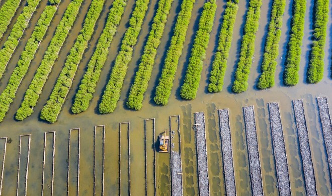 El bosque de manglar Bau Ca Cai, en la comuna de Binh Thuan (Binh Son, Quang Ngai), ha sido restaurado desde 2015.