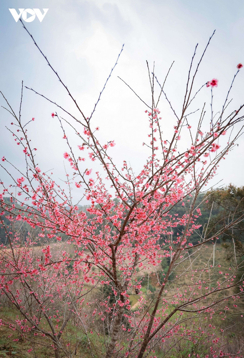 El festival incluye intercambios culturales y gastronómicos, un concurso culinario, un mercado de frutas y hortalizas, una exposición de productos agrícolas de alta calidad de la localidad y competiciones deportivas. El festival incluye intercambios culturales y gastronómicos, un concurso culinario, un mercado de frutas y hortalizas, una exposición de productos agrícolas de alta calidad de la localidad y competiciones deportivas.