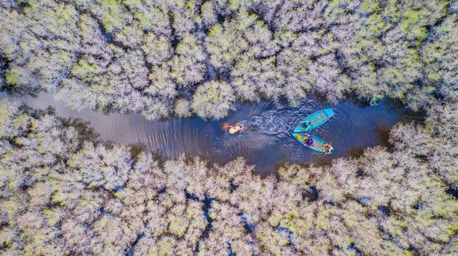 El bosque de manglares Bau Ca Cai, en la comuna de Binh Thuan, distrito de Binh Son, es actualmente un destino atractivo de ecoturismo en Quang Ngai.