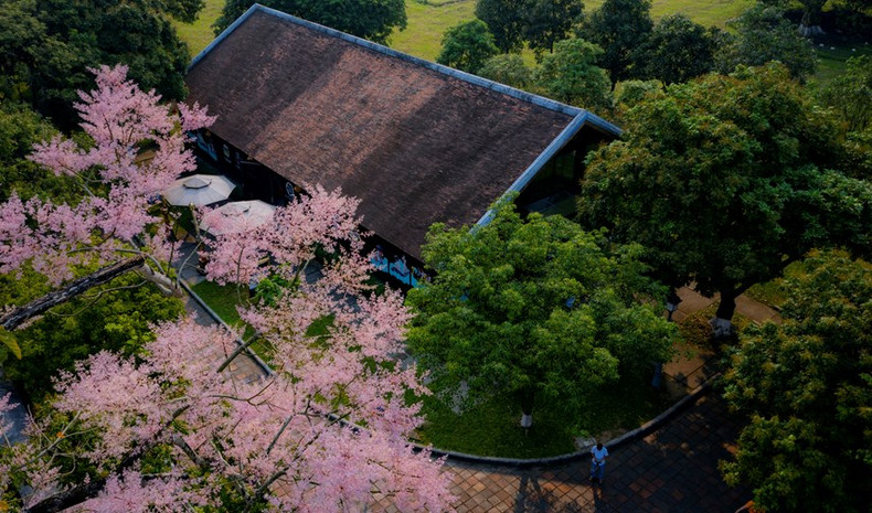 En la Ciudadela Imperial de Hue, los visitantes contemplar ver estas plantas en el patio de palacios Thai Hoa, Ta Vu y Huu Vu o en el área de Cua Ngan…