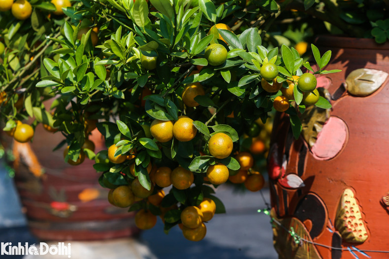 Según Quynh Trang, dueña de un jardín, una planta de kumquat se vende de 60 a más de 200 dólares.
