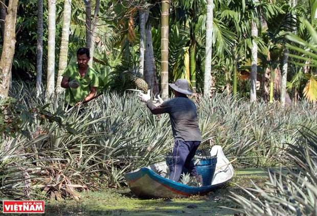 Cosecha de piña (Foto: VNA) Cosecha de piña (Foto: VNA)