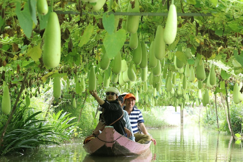 Turistas realizan un viaje en barco por el área de cultivo de calabazas de la zona turística de Tran Ba Chuot, distrito de Lai Vung, provincia sureña de Dong Thap. Turistas realizan un viaje en barco por el área de cultivo de calabazas de la zona turística de Tran Ba Chuot, distrito de Lai Vung, provincia sureña de Dong Thap.