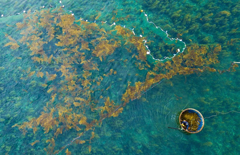 Los pescadores colocan sus trampas de red para recolectar algas sargassum y evitar que sean arrastradas por el agua del mar.