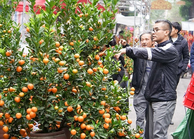 La gente compra plantas ornamentales para dar la bienvenida al Tet.