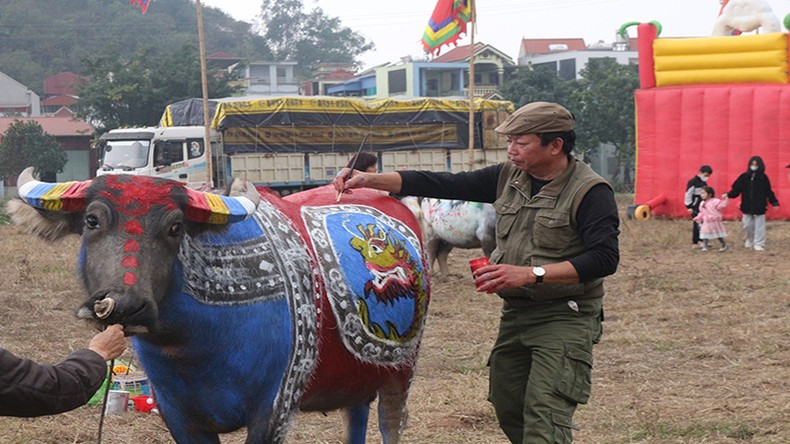 Los búfalos seleccionados para la actividad deben tener buena salud y figura. Los búfalos seleccionados para la actividad deben tener buena salud y figura.
