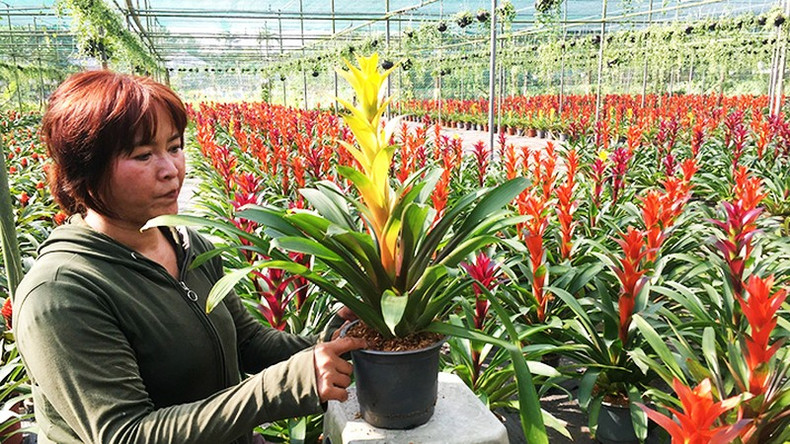 Cada maceta es cuidada con esmero antes de ponerse a la venta.