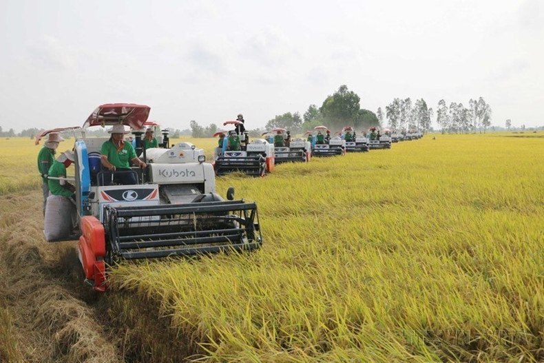 Desde la Renovación en 1986 hasta ahora, la producción de arroz de Vietnam se ha desarrollado rápidamente, tanto en cantidad como en rendimiento. Desde la Renovación en 1986 hasta ahora, la producción de arroz de Vietnam se ha desarrollado rápidamente, tanto en cantidad como en rendimiento.