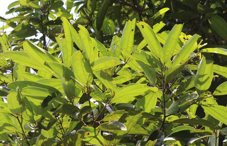 Las hojas de canela tienen muchas propiedades medicinales. Las hojas de canela tienen muchas propiedades medicinales.