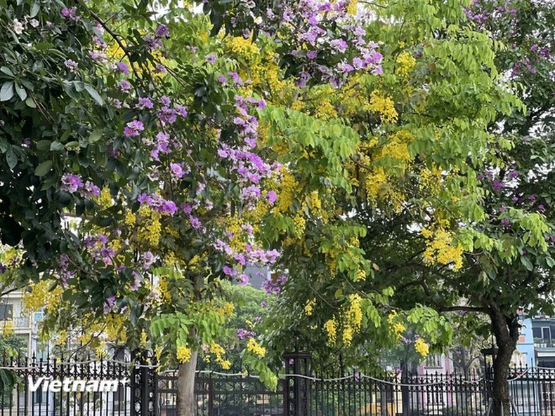 El color amarillo de la flor de caña fístula intercalado con el púrpura de la flor de reina crea un paisaje romántico. El color amarillo de la flor de caña fístula intercalado con el púrpura de la flor de reina crea un paisaje romántico.