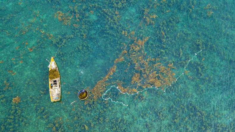 Las capas de algas sargassum se asemejan a un "bosque dorado submarino". Las capas de algas sargassum se asemejan a un "bosque dorado submarino".