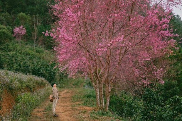 (Fotografía: Dong Ngo)